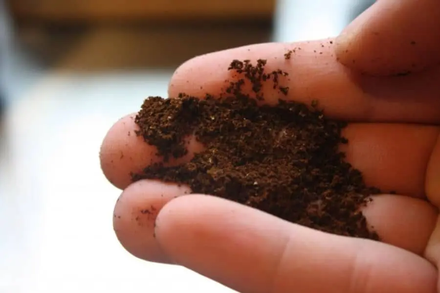 coffee grounds for french press