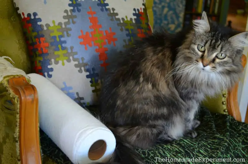 Bamboo Paper Towel Replacement With Cat