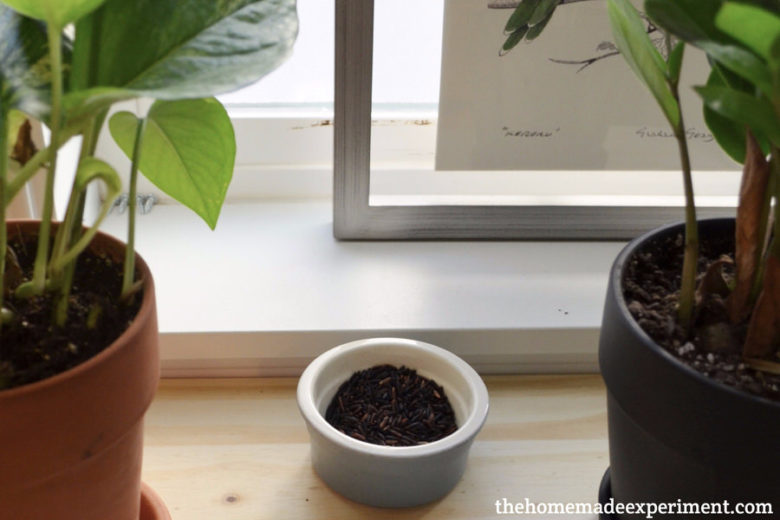 Black Rice Essential Oil Diffuser